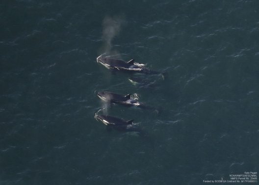 A pod of killer whales.