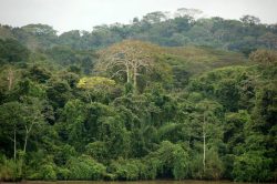 A rainforest on Panama's Barro Colorado Island