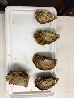 oysters in the lab
