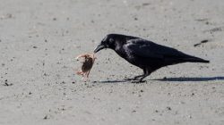 crab and crow