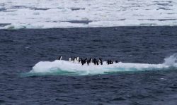 Adelie penguins on an iceberg