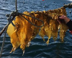 sugar kelp being cultivated for seafood markets