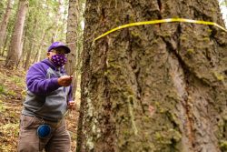 scientist measuring circumferance of a tree