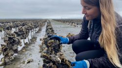 Julieta Martinelli measigin oysters in the field