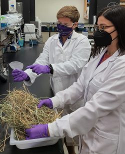 researchers in a lab holding canary grass
