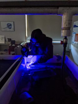 Emily Carr studies lingcod using a florescent technique called pluse-chase