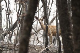 A deer peeks at the camera amidst burnt trees