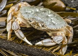 A Dungeness crab, or Cancer magister, sits on kelp