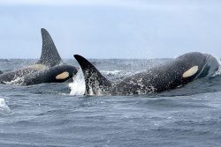 A pair of killer whales jump out of the water