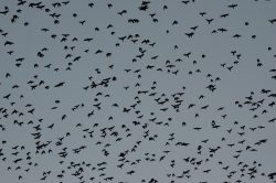 thousands of crows in flight