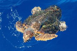 A loggerhead sea turtle swims in the water