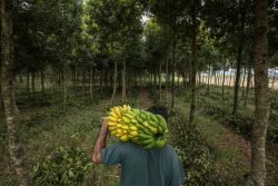 A man carries a banana bush in the forest