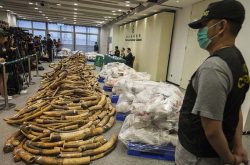 Ivory seizure in 2017 in Hong Kong