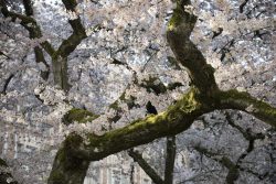 Cherry blossoms UW
