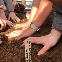 hands planting seeds
