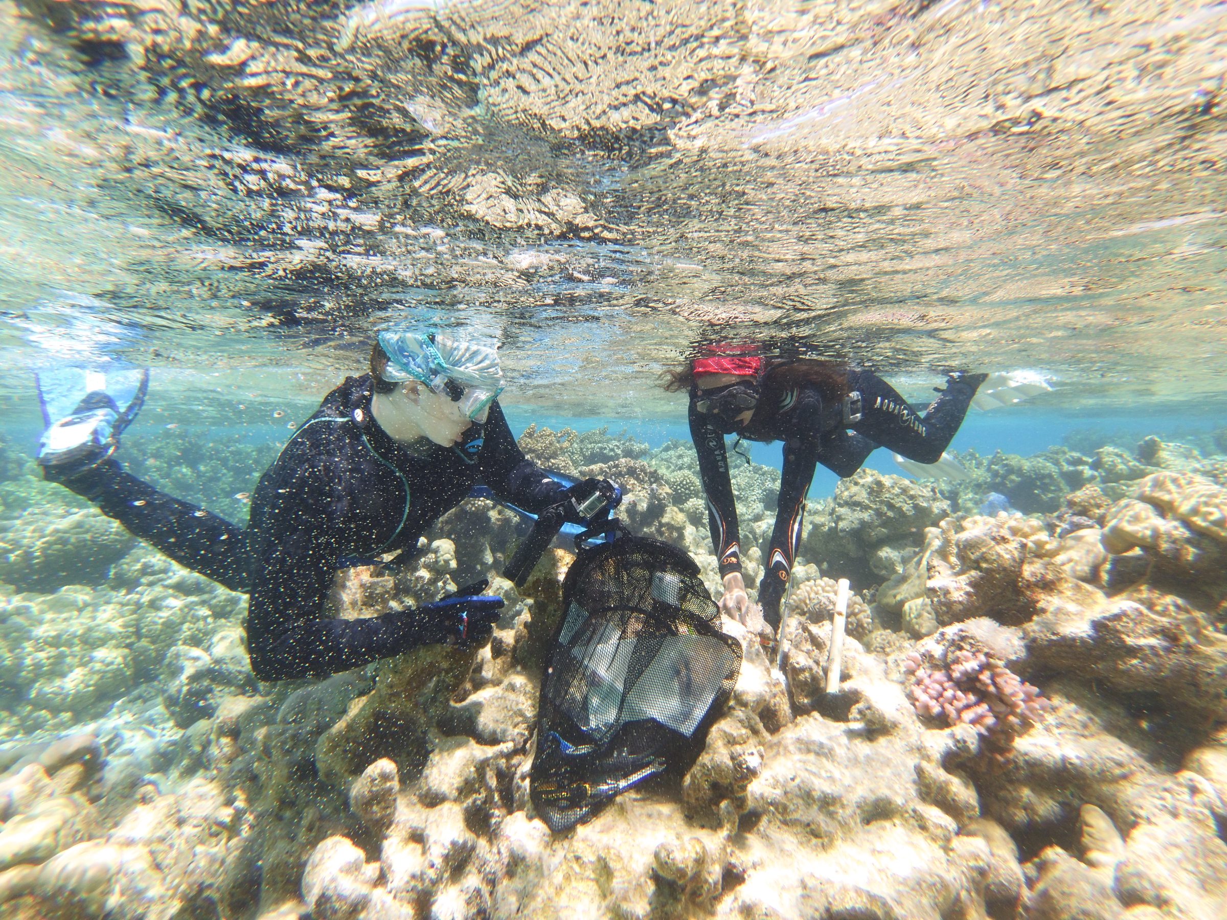 two people in scuba gear work along a coral reef