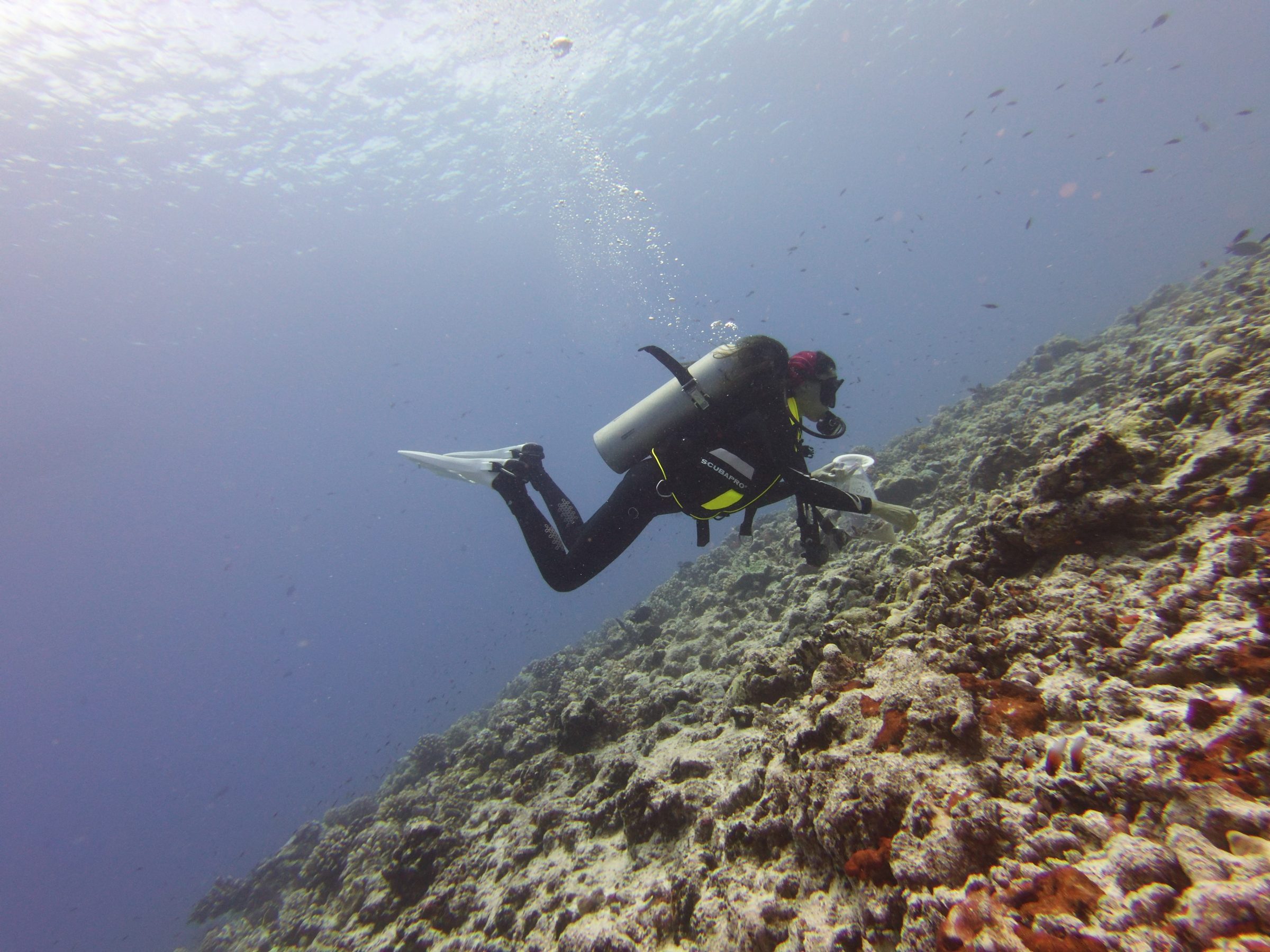 a person in scuba gear next to a coral reef underwater