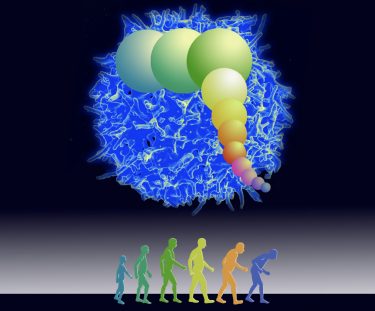This illustration represents the core theory in a new modeling study led by the University of Washington: The circles represent the immune system’s aging, in which its ability to make new immunity cells remains constant until a person (represented by the human figures) reaches middle-age or older and then falls off significantly. The central blue figure represents a virus or a challenge to the immune system.
