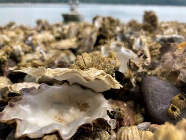 Dead oysters seen along a shoreline in Washington state, following a record heat wave in summer 2021.