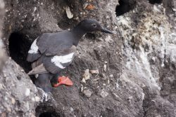 Pigeon Guillemot nest
