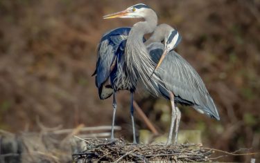 Two great blue herons stand together.