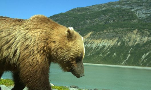Brown Bear on Alaskan shore.