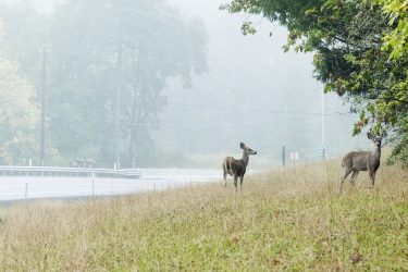 Deer along a highway