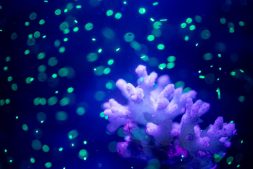 Microplastics and coral under blacklight.