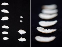 Fish otoliths from the Burke Museum Ichthyology Collection