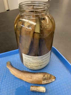 Pacific herring specimens from the Burke Museum ichthyology collection