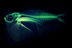 A CT scan of the spotfin hatchetfish from the openVertebrate project.