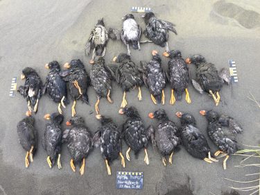 Tufted puffins are seen in October 2016 during a massive seabird die-off.
