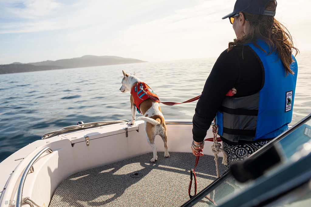 A researcher and dog look out at the water on a boat.