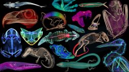 colorful, scanned images of animals