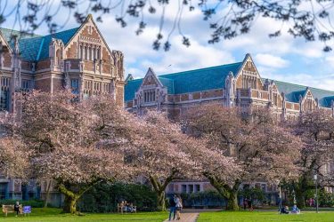The UW campus with cherry blossoms blooming.