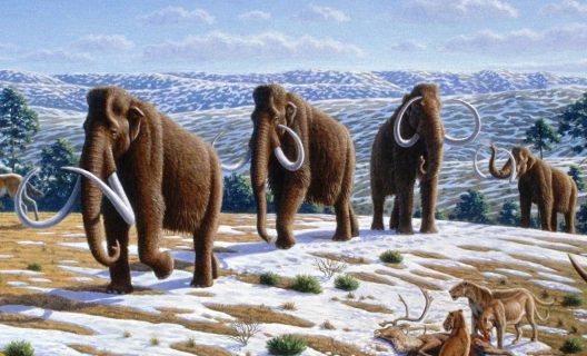 wolly mammoth animals walk along the earth.