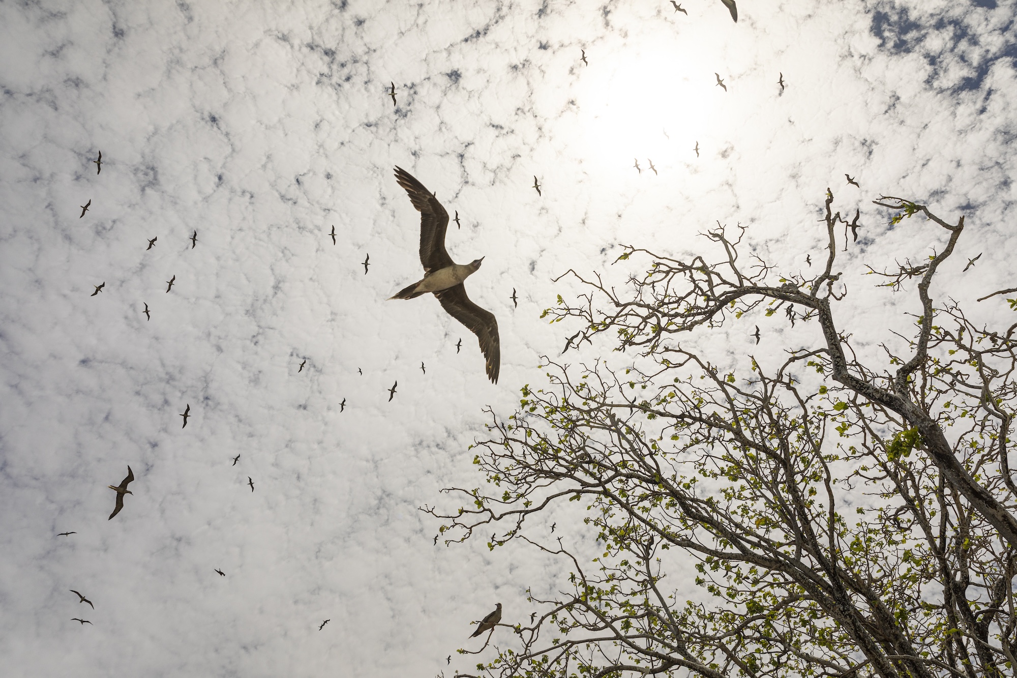 birds flying overhead