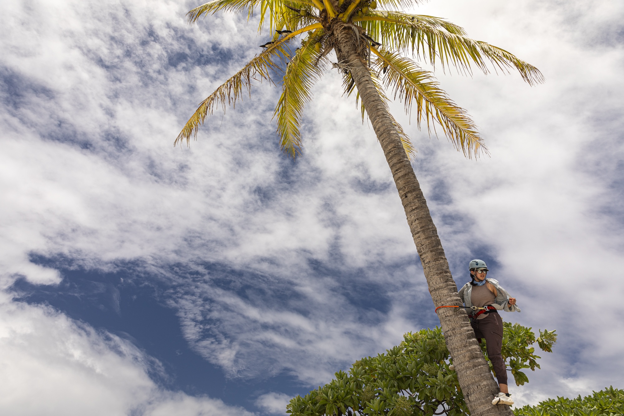 A person climbs a palm tree