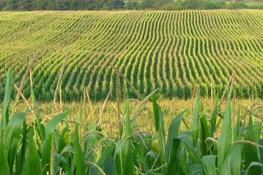 rows of corn in a field