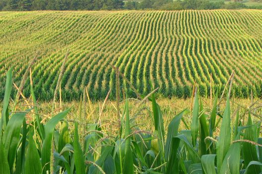 rows of corn in a field