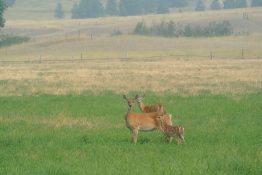 three deer, including one fawn, in a field