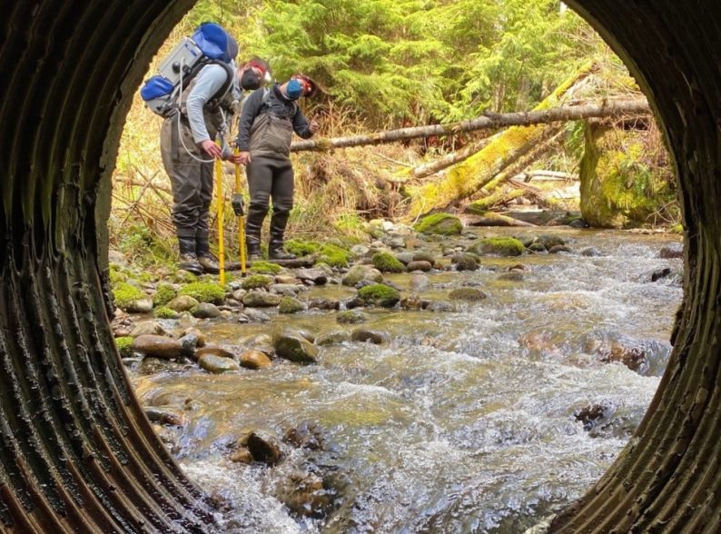 Researchers sampling upstream of a culvert in Chuckanut Creek in April 2021.